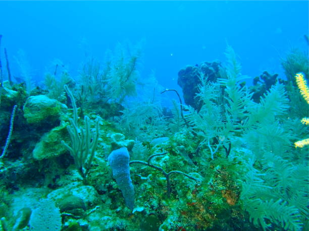istock Underwater garden along the Riviera Maya, Mexico 668240180