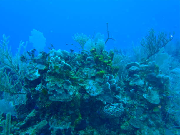 istock Underwater garden along the Riviera Maya, Mexico 668240192