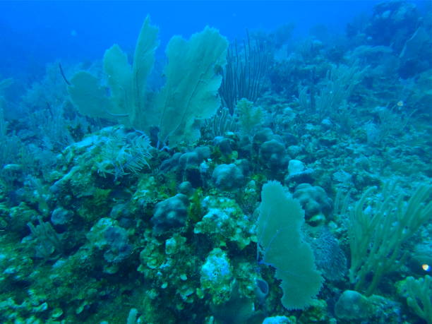 istock Underwater garden along the Riviera Maya, Mexico 668240194