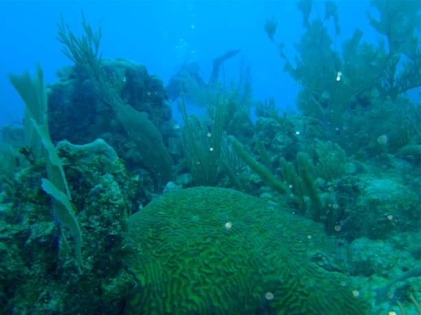 istock Underwater garden along the Riviera Maya, Mexico 668243222