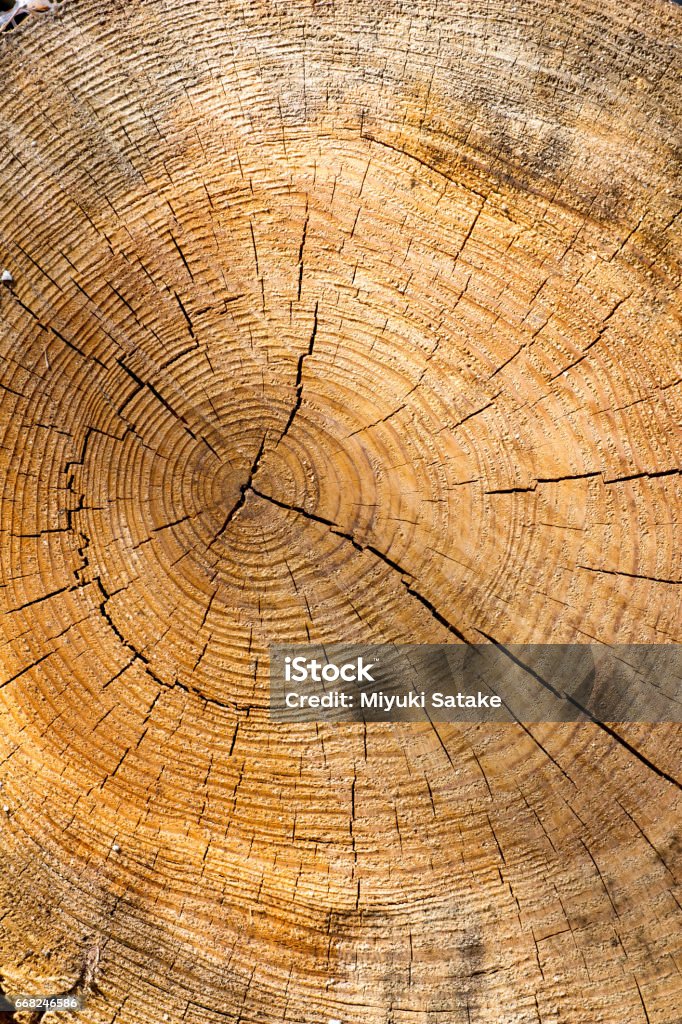 Tree Section Jpg Section Of Old Tree Stock Photo - Download Image Now - Backgrounds ...