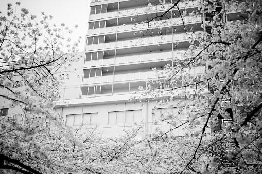 Apartment and cherry blossoms.