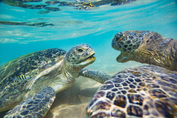 istock Fighting green sea turtles 668253394