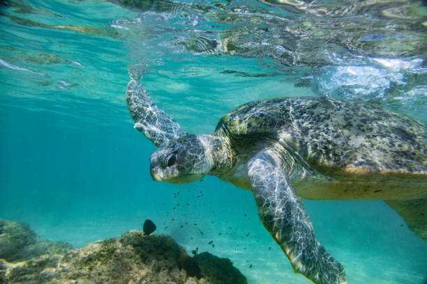 istock The green sea turtle 668253406