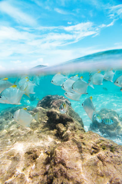 istock Flock of fish under and above water 668253418