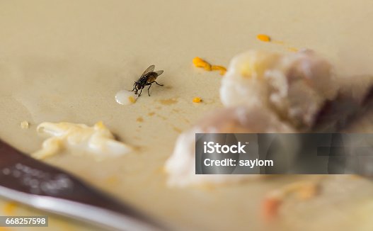 istock Shoot the flies on blurred and soft focus. 668257598