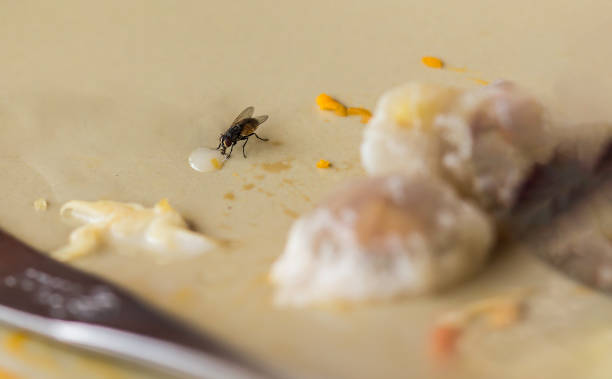 Shoot the flies on blurred and soft focus. Shoot the flies on blurred and soft focus. housefly stock pictures, royalty-free photos & images