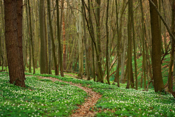 istock Trail in green spring blossoming forest, nature background 668257694