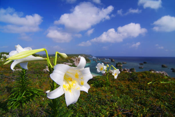 istock East Peace Lily name Cape 668257834