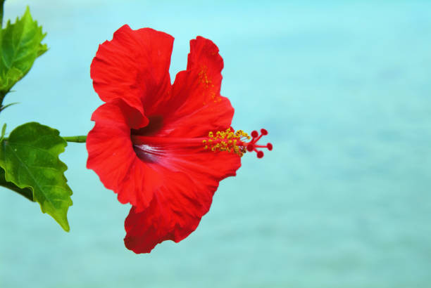 istock Hibiscus and the sea 668257840