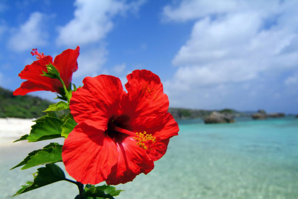 hibisco e o mar - hibiscus single flower flower red - fotografias e filmes do acervo