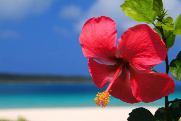 Hibiscus and the sea Hibiscus and the sea miyakojima island photos stock pictures, royalty-free photos & images