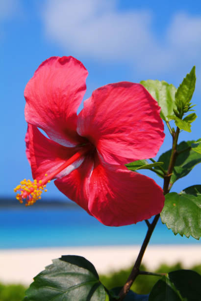 istock Hibiscus and the sea 668260038