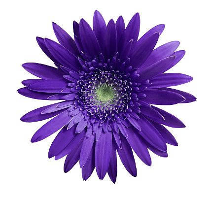 Violet gerbera flower on white isolated background with clipping path.   Closeup.  no shadows.  For design.  Nature.