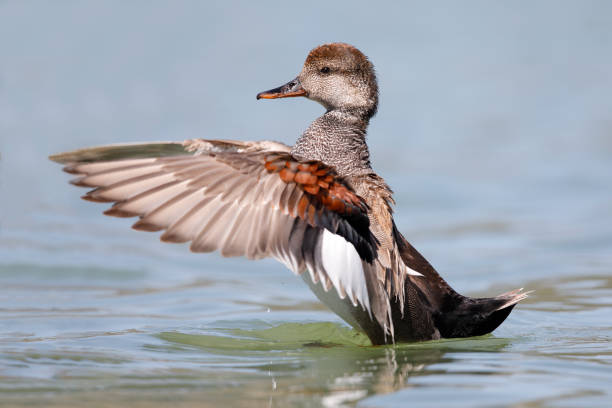 istock Male Gadwall flapping its wings on a lake - California 668260090