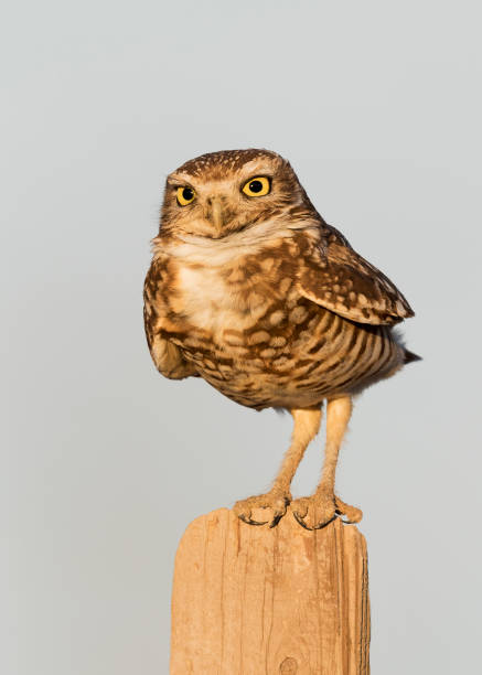 istock Burrowing Owl perched on a fence post - California 668260148