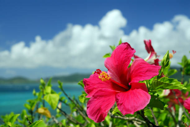 Hibiscus and the sea Hibiscus and the sea hibiscus stock pictures, royalty-free photos & images