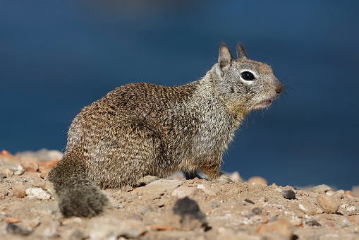 California Ground Squirrel (Otospermophilus beecheyi) perched on a rock overlooking the Pacific Ocean - San Diego, California
