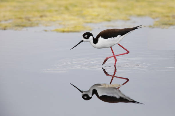 istock Black-necked Stilt foraging in a California pond 668261780