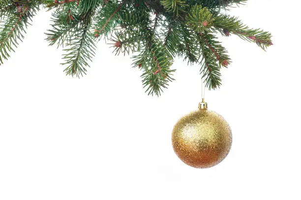 Photo of Gold glitter Christmas baubles hanging from the branch of a fir tree isolated against white
