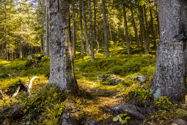 istock forest landscape in the morning 668264852