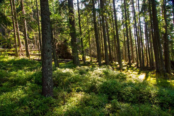 istock forest landscape in the morning 668264934