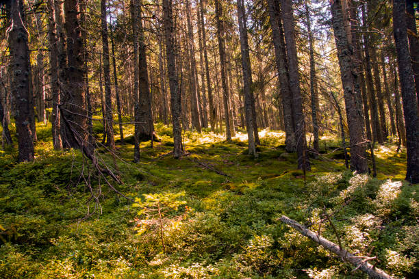 istock forest landscape in the morning 668264954