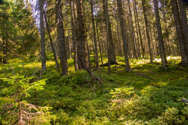 istock forest landscape in the morning 668264962