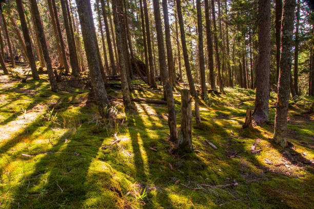 istock forest landscape in the morning 668264966