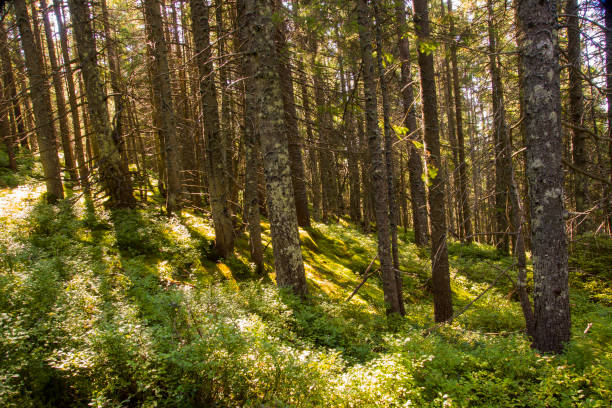 istock forest landscape in the morning 668264998