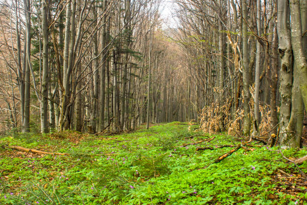 istock forest landscape in the morning 668265002