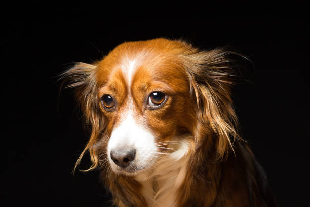 istock Portrait of a red-haired mongrel dog on a black background 668265630