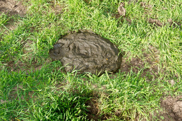 Cattle dung in pasture A cattle pie in the middle of a pasture with green grass cow dung stock pictures, royalty-free photos & images