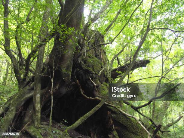 Foresta Di Yakushima - Fotografie stock e altre immagini di Ambientazione esterna - Ambientazione esterna, Asia, Asia orientale