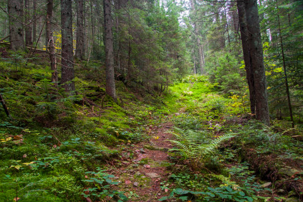 istock forest landscape in summer europe pine 668271500