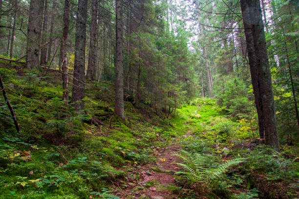 istock forest landscape in summer europe pine 668271512