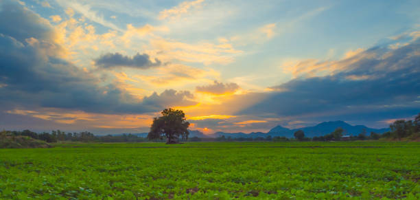 Landscape of sunset at peanut farm. stock photo