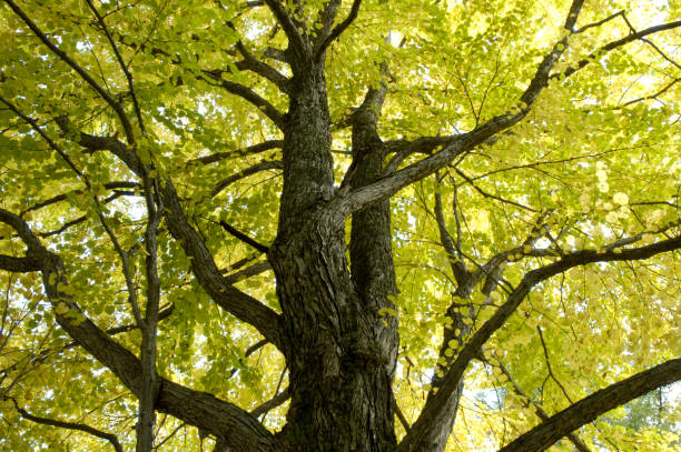 istock Autumn leaves Hiroki 668272360