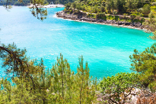 istock Summer vacation background with turquoise sea water bay and pine trees 668286390