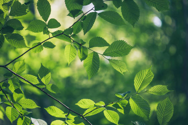 feuilles vertes fond  - light in forests photos et images de collection