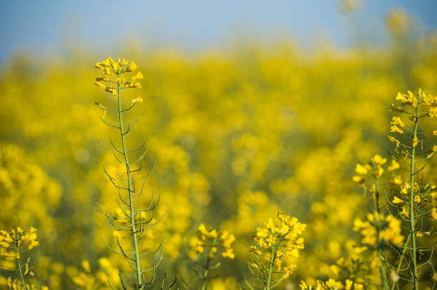 istock Rapeseed field, Blooming canola flowers 668288916