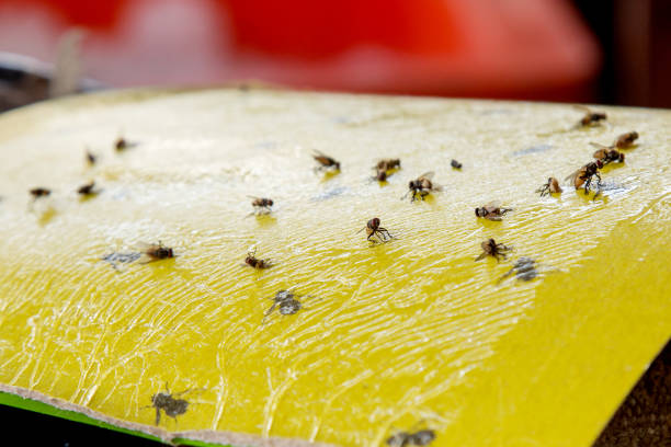 istock Protection from flies on food 668290052