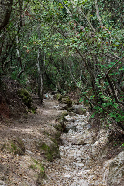 istock Dried bed of stream between trees in national park 668296644