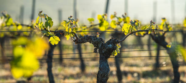 ersten frühling lässt auf eine vergitterte weinanbau in weingarten - grape vineyard vine winery stock-fotos und bilder