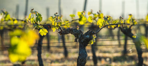primeira primavera deixa em uma videira ramada crescendo em vinhedo - grape vineyard vine winery - fotografias e filmes do acervo