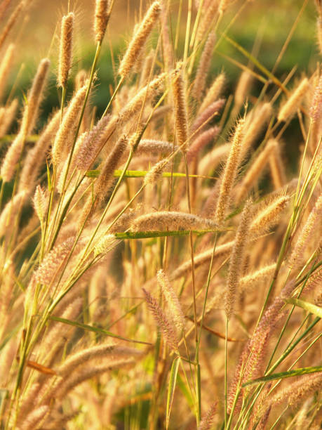 istock Grasses field on the sunset. 668300456