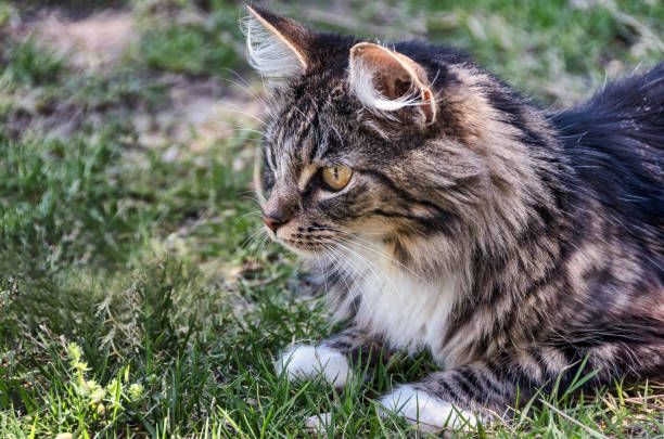 istock Cute maine coon cat sitting on grass 668301032