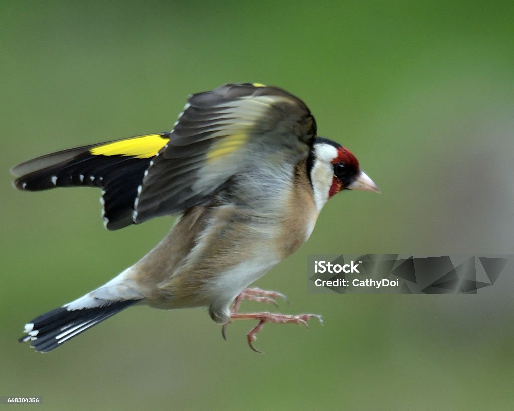 Goldfinch Flying Stock Photo