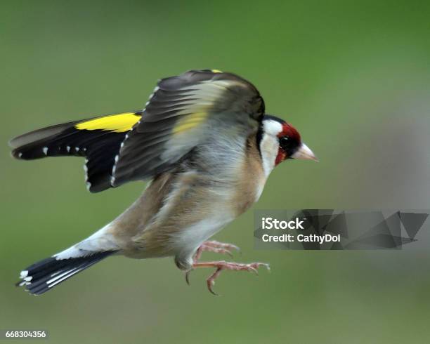 Goldfinch Stock Photo - Download Image Now - Flying, Gold Finch, Animal Wildlife