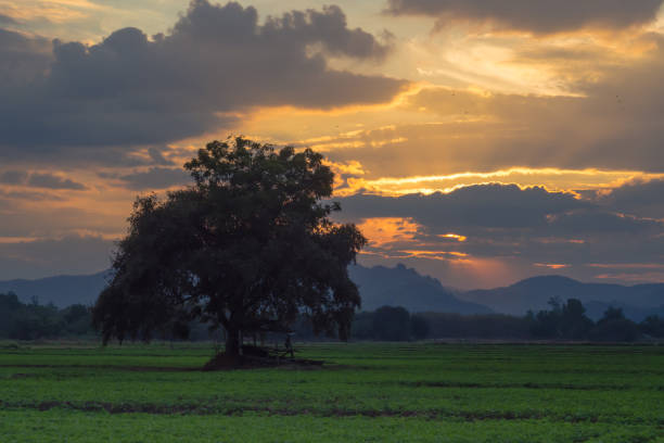 istock Landscape of sunset at peanut farm. 668305240